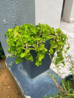 (Category: ) located in . Submitted by rimbunpokok (Listing ID 1457387206, Image 1). Description: .