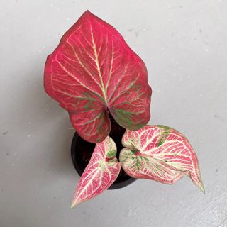 (Category: ) located in . Submitted by danichan_foliage (Listing ID 1457398412, Image 1). Description: .
