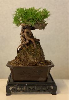 日本関野正黑松, 傢俬＆家居, 園藝, 植物及種子- Carousell
