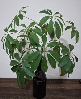 （分類：）位於 。 由 lc128 提交（商品編號 1457704304，圖片 1）。簡介： 。