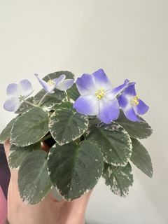 （分類：）位於 。 由 blossm20179 提交（商品編號 1457581793，圖片 1）。簡介： 。