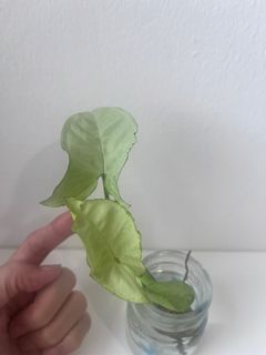 (Category: ) located in . Submitted by tropicalleaf (Listing ID 1457524231, Image 1). Description: .