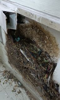 (Category: ) located in . Submitted by hbk_pestsolver (Listing ID 1457616392, Image 1). Description: .