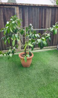 (Category: ) located in . Submitted by hongmeiliu06 (Listing ID 1457569774, Image 1). Description: .
