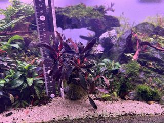 (Category: ) located in . Submitted by agathach (Listing ID 1457547624, Image 1). Description: .