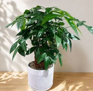 (Category: ) located in . Submitted by lushglassdoor (Listing ID 1457596117, Image 1). Description: .