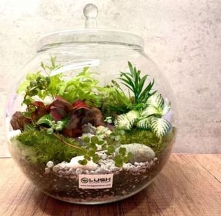 (Category: ) located in . Submitted by lushglassdoor (Listing ID 1457605149, Image 1). Description: .