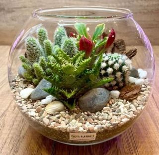(Category: ) located in . Submitted by lushglassdoor (Listing ID 1457597105, Image 1). Description: .