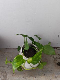 (Category: ) located in . Submitted by carmenbklee (Listing ID 1457522832, Image 1). Description: .