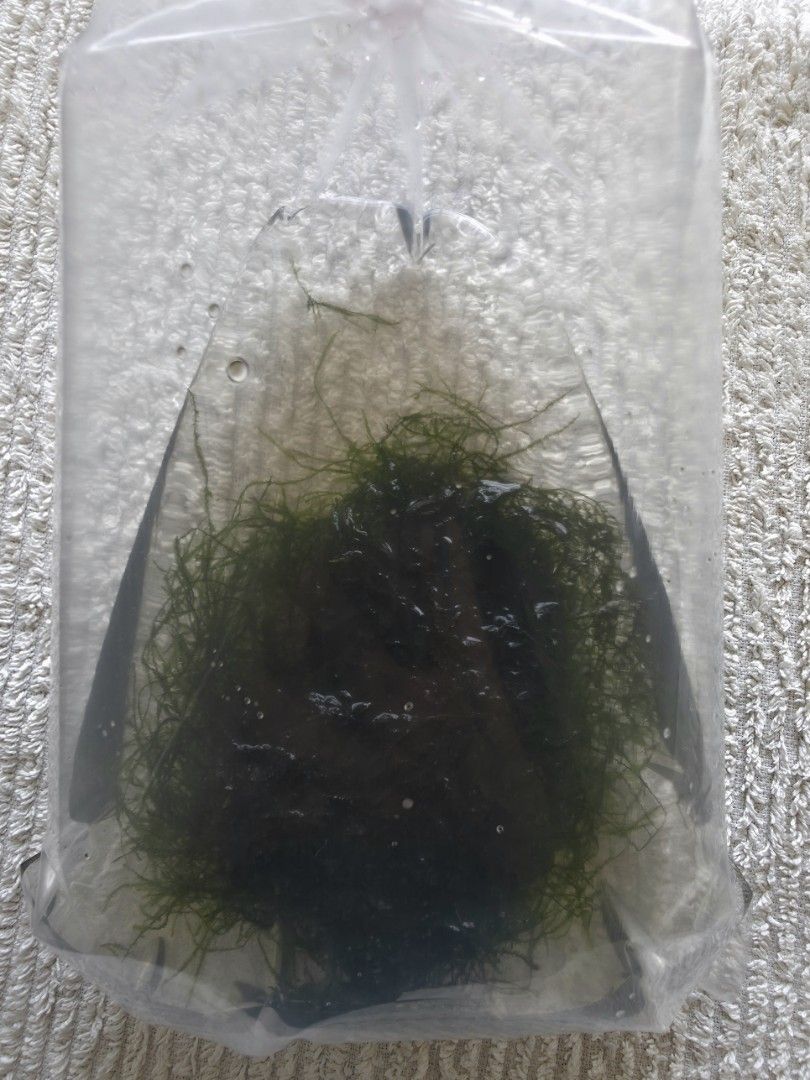 Java Moss (Category: Plants & Seeds) located in Singapore. Submitted by sk1964 (Listing ID 1457579859, Image 2). Description: Healthy Java moss for aquarium. Self collection only..