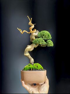 (Category: ) located in . Submitted by jia_bonsai_singapore (Listing ID 1457600048, Image 1). Description: .