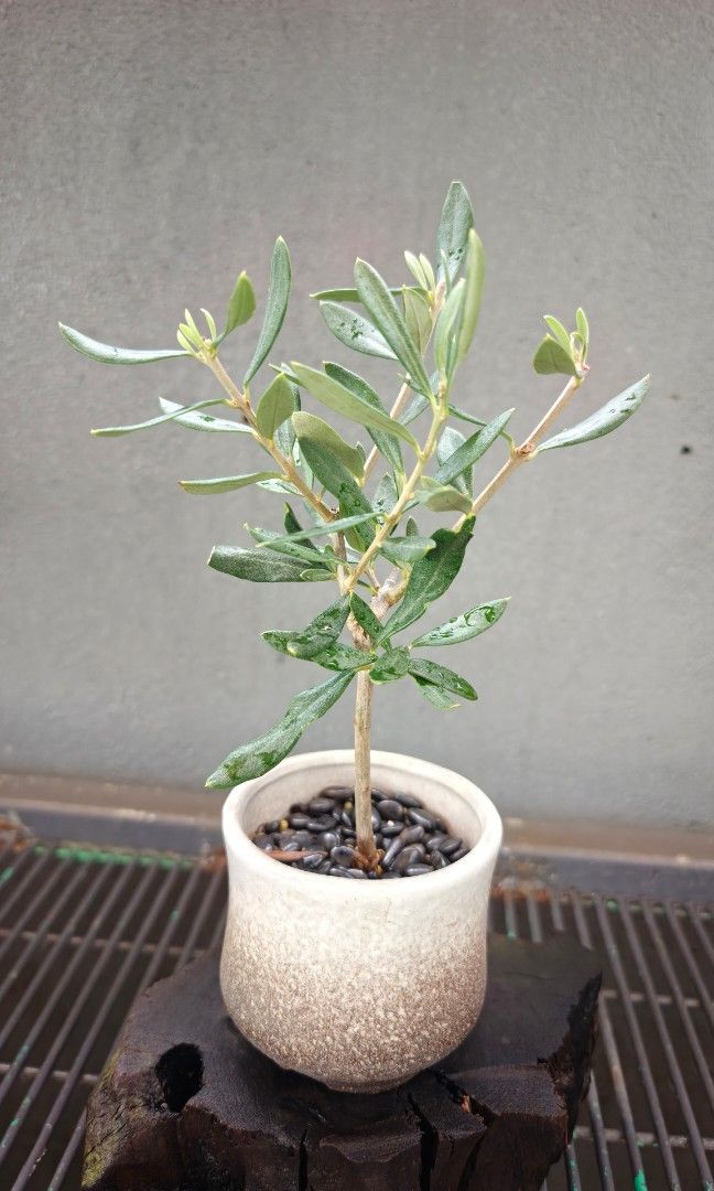 Mini Olive Tree (Category: Plants & Seeds) located in Singapore. Submitted by hongmeiliu06 (Listing ID 1457569430, Image 2). Description: .