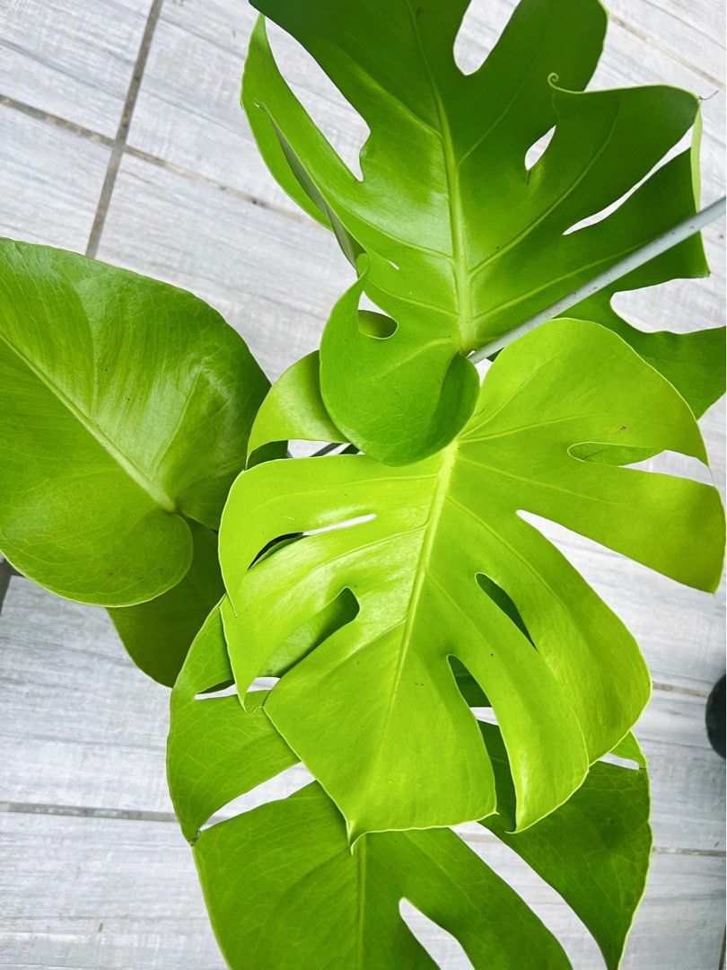 Monstera Lemon Lime (Category: Plants & Seeds) located in Antipolo. Submitted by goodvinesonly888 (Listing ID 1457538521, Image 1). Description: - Beautiful Monstera - Vibrant green leaves with developing fenestrations (splits) - Healthy root system - Actively growing and ready for a new home - Easy to care for, popular choice for plant lovers - Adds a tropical feel to any space.