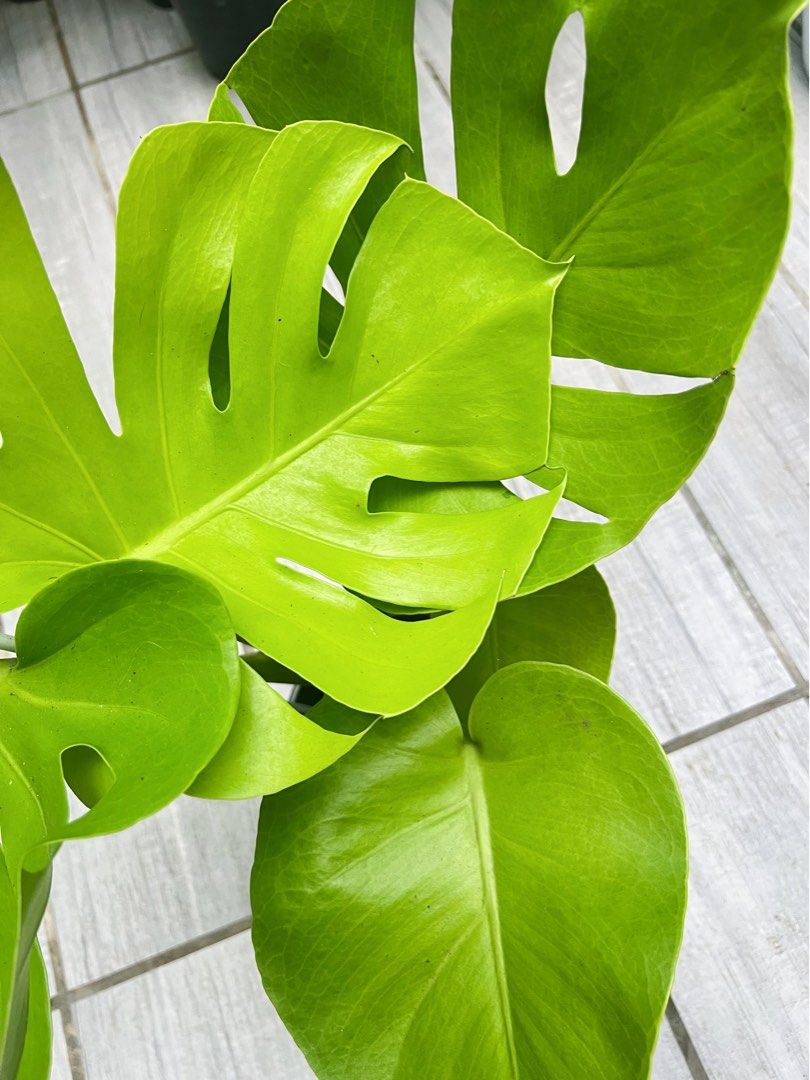 Monstera Lemon Lime (Category: Plants & Seeds) located in Antipolo. Submitted by goodvinesonly888 (Listing ID 1457538521, Image 2). Description: - Beautiful Monstera - Vibrant green leaves with developing fenestrations (splits) - Healthy root system - Actively growing and ready for a new home - Easy to care for, popular choice for plant lovers - Adds a tropical feel to any space.