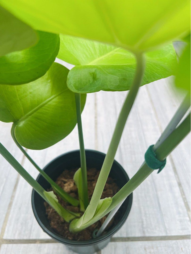 Monstera Lemon Lime (Category: Plants & Seeds) located in Antipolo. Submitted by goodvinesonly888 (Listing ID 1457538521, Image 3). Description: - Beautiful Monstera - Vibrant green leaves with developing fenestrations (splits) - Healthy root system - Actively growing and ready for a new home - Easy to care for, popular choice for plant lovers - Adds a tropical feel to any space.