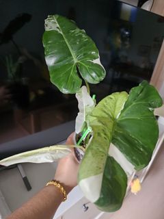 (Category: ) located in . Submitted by happygrowing (Listing ID 1457517301, Image 1). Description: .