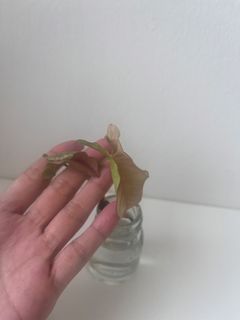 (Category: ) located in . Submitted by tropicalleaf (Listing ID 1457523792, Image 1). Description: .