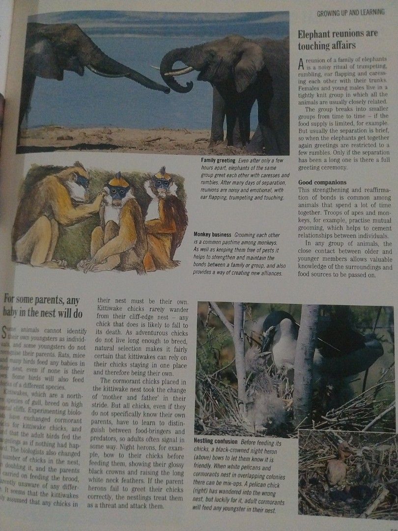 Reader's Digest Exploring the Secrets of Nature Book (Category: Children's Books) located in Paranaque City. Submitted by riccsmars (Listing ID 1457591176, Image 3). Description: - Reader's Digest book about animals and plants. - Features interesting facts and photos. - Covers animal behavior, reproduction, and nature's solutions. - Great for learning about the natural world. - Perfect for nature lovers and curious minds..