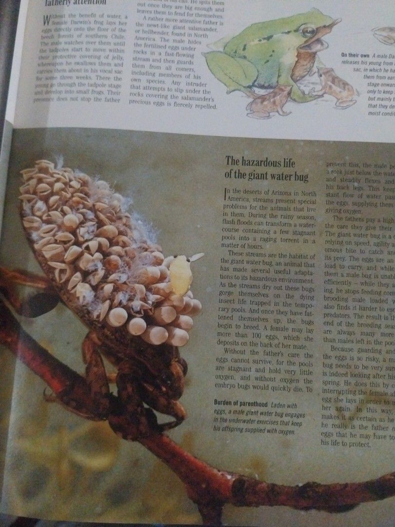 Reader's Digest Exploring the Secrets of Nature Book (Category: Children's Books) located in Paranaque City. Submitted by riccsmars (Listing ID 1457591176, Image 2). Description: - Reader's Digest book about animals and plants. - Features interesting facts and photos. - Covers animal behavior, reproduction, and nature's solutions. - Great for learning about the natural world. - Perfect for nature lovers and curious minds..