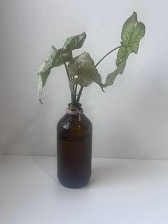(Category: ) located in . Submitted by tropicalleaf (Listing ID 1457523189, Image 1). Description: .