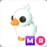 (Category: ) located in . Submitted by sellingadoptmepets (Listing ID 1457863658, Image 1). Description: .