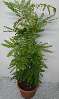 (Category: ) located in . Submitted by jtflorist (Listing ID 1457768732, Image 1). Description: .