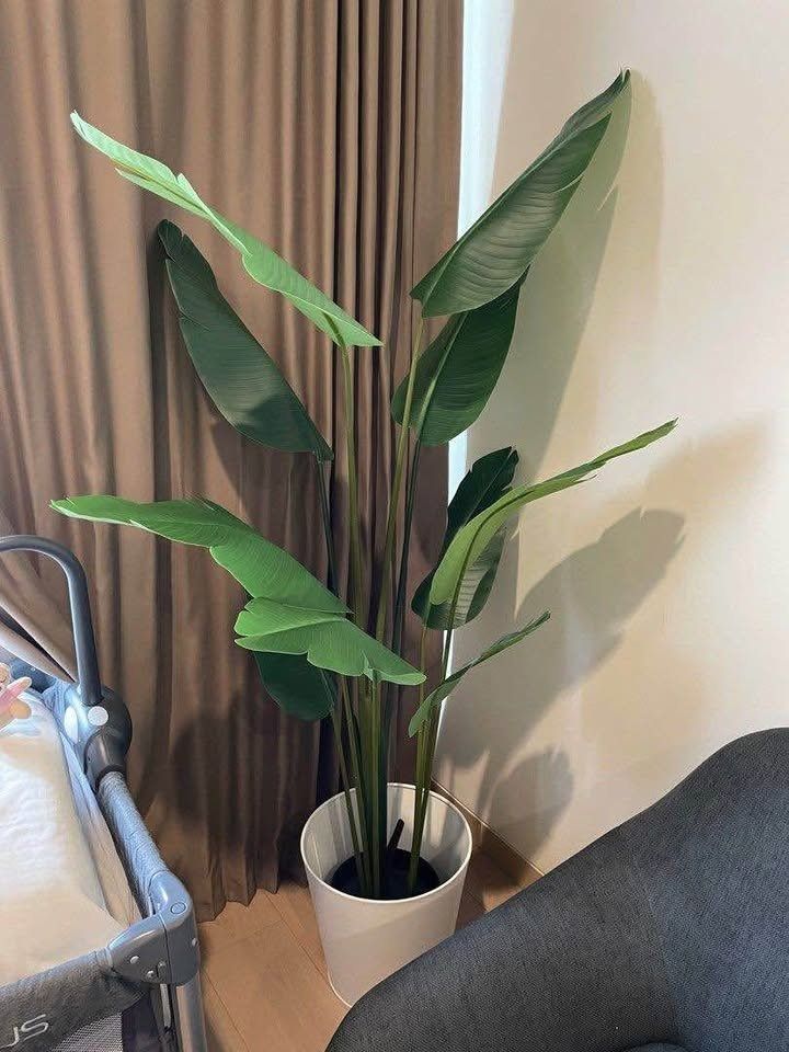 Artificial Tree Plant (Banana-Like Tree) (Category: Artificial Plants & Flowers) located in Valenzuela. Submitted by platypusbilibili (Listing ID 1457828098, Image 2). Description: ❗️ Diameter of plant pot: 23 cm (black pot only, white pot is not included since it was already sold separately.) Height of plant: 180 cm Loc: Valenzuela City For pick-up. Buyer will book, and shoulder shipping fees through Lalamove, or your preferred courier. .