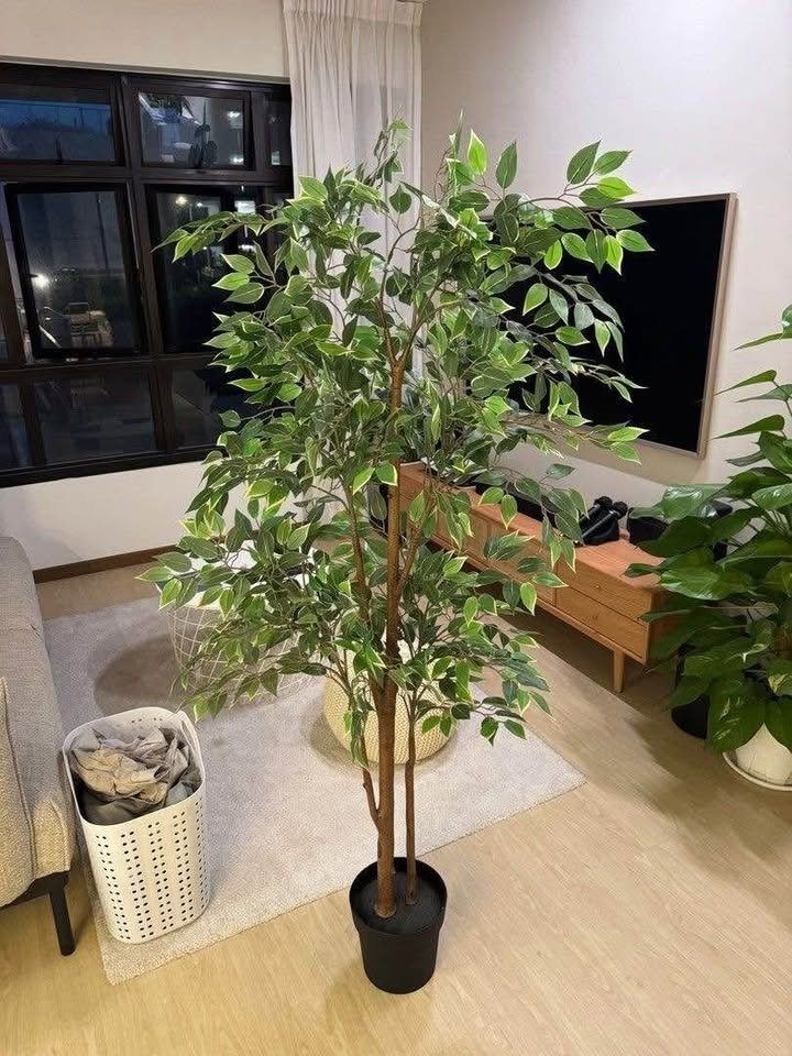 Artificial Tree Plant (Weeping Tree) (Category: Artificial Plants & Flowers) located in Valenzuela. Submitted by platypusbilibili (Listing ID 1457827542, Image 1). Description: Pot Diameter — 21cm Height — 170cm Loc: Valenzuela City For pick-up. Buyer will book, and shoulder shipping fees through Lalamove, or your preferred courier..