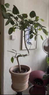 （分類：）位於 。 由 cafede33 提交（商品編號 1457783577，圖片 1）。簡介： 。