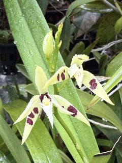 (Category: ) located in . Submitted by gardenparadisesgp (Listing ID 1457711835, Image 1). Description: .