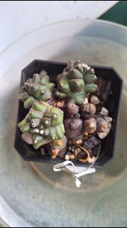 (Category: ) located in . Submitted by deliciouscactus (Listing ID 1457786959, Image 1). Description: .
