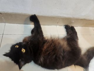 (Kategori: ) berada di . Dikirim oleh simbacatmoly (ID iklan 1457798945, Gambar 1). Deskripsi: .