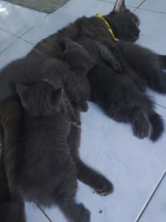 (Category: ) located in . Submitted by hafizmohamadgadjet (Listing ID 1457799493, Image 1). Description: .