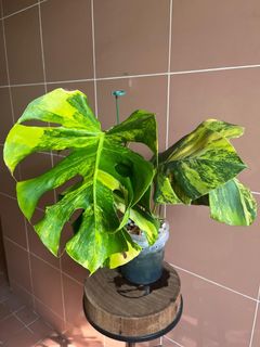 (Category: ) located in . Submitted by gardenavenue4 (Listing ID 1457902213, Image 1). Description: .
