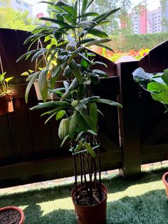 (Category: ) located in . Submitted by pavikrish (Listing ID 1457751784, Image 1). Description: .