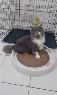 (Kategori: ) berada di . Dikirim oleh tikaaa17 (ID iklan 1457738560, Gambar 1). Deskripsi: .