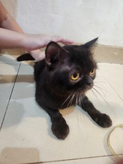 (Kategori: ) berada di . Dikirim oleh simbacatmoly (ID iklan 1457798777, Gambar 1). Deskripsi: .