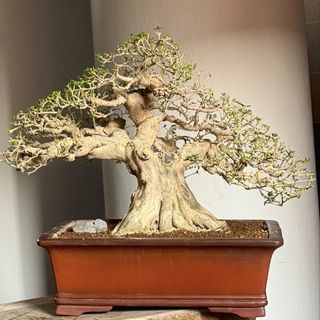 (Category: ) located in . Submitted by tropical_bonsai_tree (Listing ID 1457808270, Image 1). Description: .