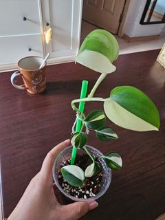 (Category: ) located in . Submitted by happygrowing (Listing ID 1457710994, Image 1). Description: .