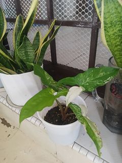 (Category: ) located in . Submitted by plantsetc (Listing ID 1457740703, Image 1). Description: .