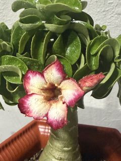 (Category: ) located in . Submitted by passioncatshop (Listing ID 1457849469, Image 1). Description: .