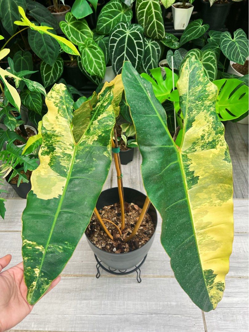 Variegated Billietae Big Leaves (Category: Plants & Seeds) located in Antipolo. Submitted by goodvinesonly888 (Listing ID 1457820963, Image 1). Description: - Beautiful variegated Philodendron Billietiae - Big, healthy leaves with striking yellow and green patterns - Makes a statement piece for any space - Potted in a with well-draining soil - Ready to add tropical vibes to your home - A must-have beauty!.
