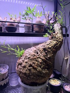 （分類：）位於 。 由 cyw17 提交（商品編號 1457930933，圖片 1）。簡介： 。