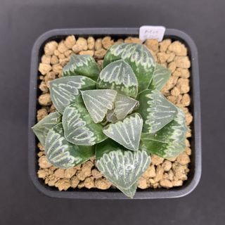 （分類：）位於 。 由 tks222 提交（商品編號 1458074638，圖片 1）。簡介： 。