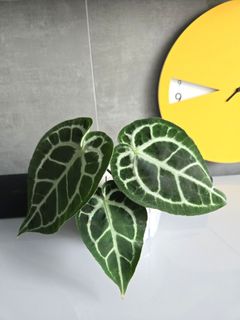 （分類：）位於 。 由 miffykat 提交（商品編號 1447688724，圖片 1）。簡介： 。