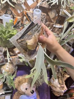 （分類：）位於 。 由 taurus429 提交（商品編號 1457910582，圖片 1）。簡介： 。