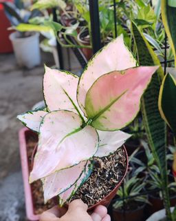 (Category: ) located in . Submitted by plantcorner (Listing ID 1457997723, Image 1). Description: .