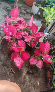 (Category: ) located in . Submitted by plantcorner (Listing ID 1457998194, Image 1). Description: .