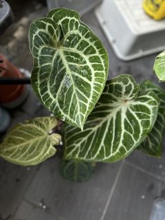 (Category: ) located in . Submitted by balconyplant (Listing ID 1457924736, Image 1). Description: .