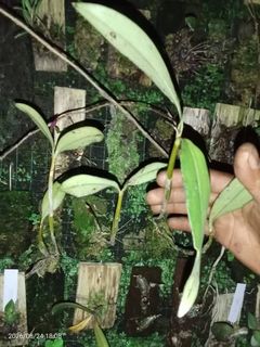 (Category: ) located in . Submitted by sindo.sg (Listing ID 1458038867, Image 1). Description: .